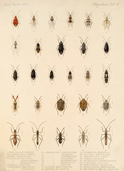 Insecta Rhynchota Hemiptera Heteroptera Pl 39
