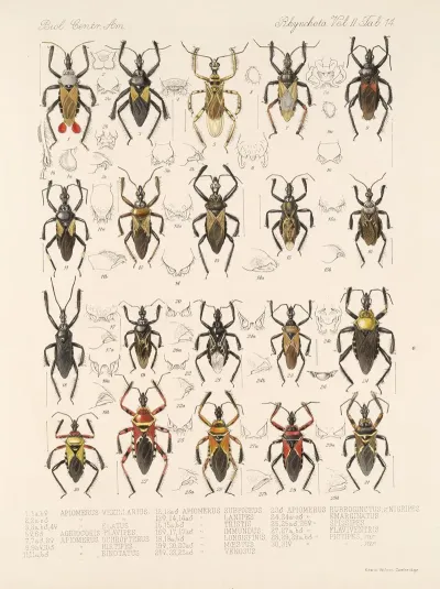 Insecta Rhynchota Hemiptera Heteroptera Pl 40