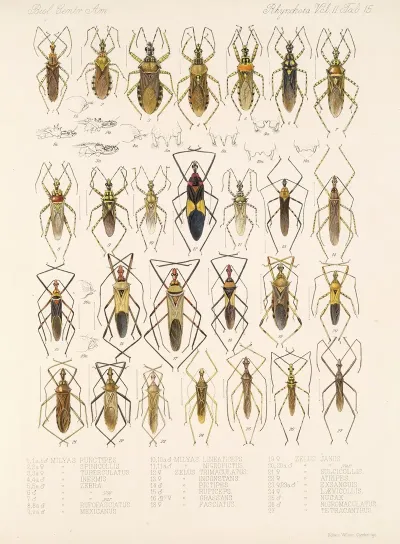 Insecta Rhynchota Hemiptera Heteroptera Pl 41