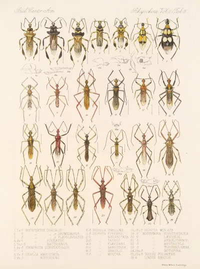 Insecta Rhynchota Hemiptera Heteroptera Pl 42