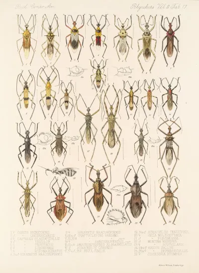 Insecta Rhynchota Hemiptera Heteroptera Pl 43