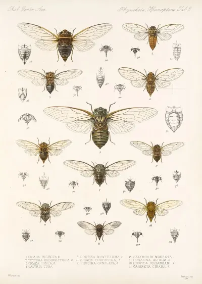 Insecta Rhynchota Hemiptera Homoptera Pl 04