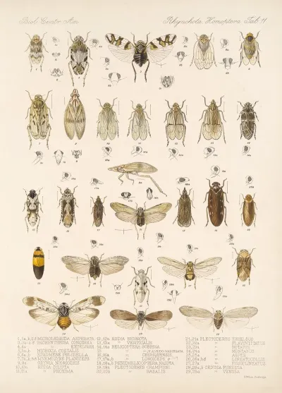 Insecta Rhynchota Hemiptera Homoptera Pl 12