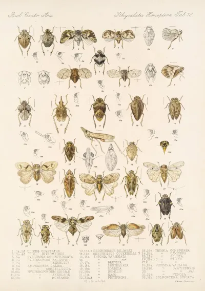 Insecta Rhynchota Hemiptera Homoptera Pl 13