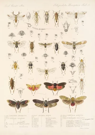 Insecta Rhynchota Hemiptera Homoptera Pl 14