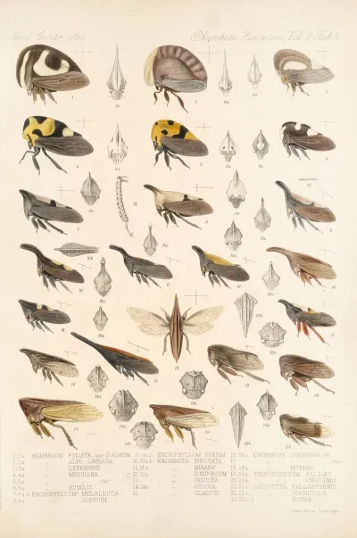 Insecta Rhynchota Hemiptera Homoptera Pl 15