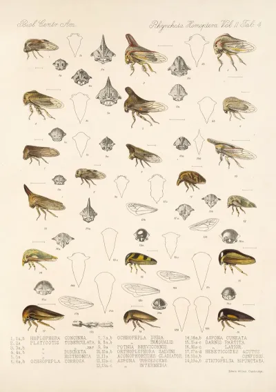 Insecta Rhynchota Hemiptera Homoptera Pl 18