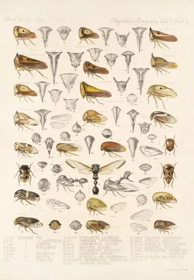 Insecta Rhynchota Hemiptera Homoptera Pl 20