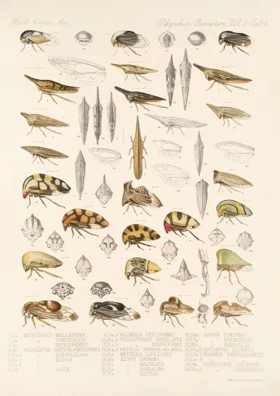 Insecta Rhynchota Hemiptera Homoptera Pl 22