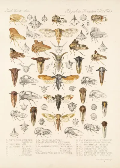 Insecta Rhynchota Hemiptera Homoptera Pl 23