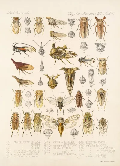 Insecta Rhynchota Hemiptera Homoptera Pl 24