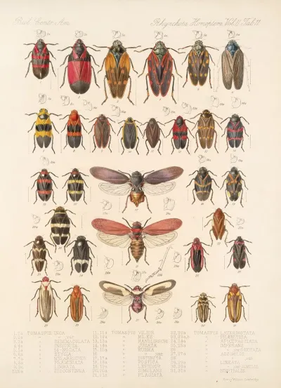 Insecta Rhynchota Hemiptera Homoptera Pl 25