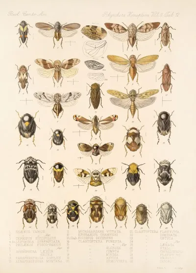 Insecta Rhynchota Hemiptera Homoptera Pl 26