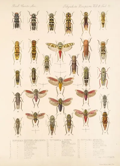 Insecta Rhynchota Hemiptera Homoptera Pl 29