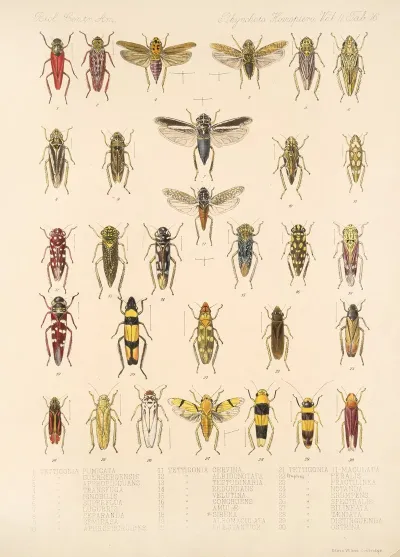 Insecta Rhynchota Hemiptera Homoptera Pl 30
