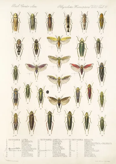 Insecta Rhynchota Hemiptera Homoptera Pl 32