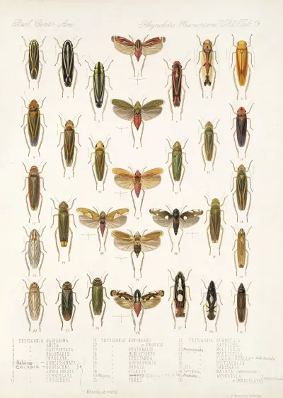 Insecta Rhynchota Hemiptera Homoptera Pl 33