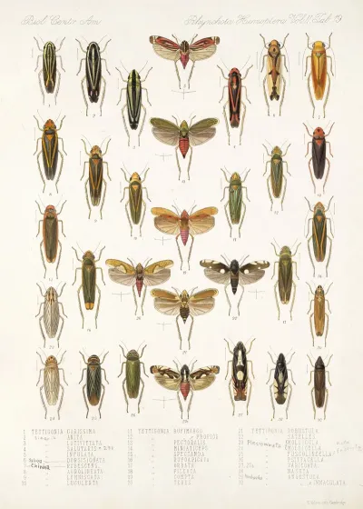 Insecta Rhynchota Hemiptera Homoptera Pl 34