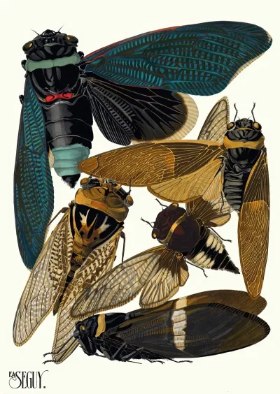 Insectes Pl 01