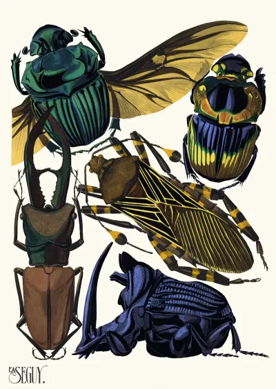 Insectes Pl 07