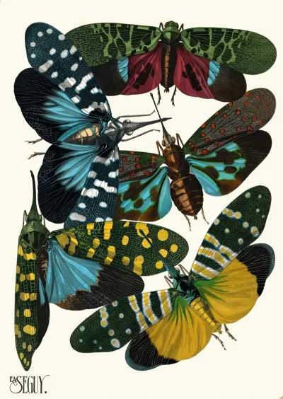 Insectes Pl 08