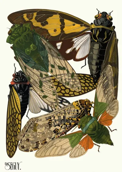 Insectes Pl 12