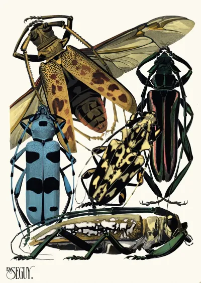 Insectes Pl 14