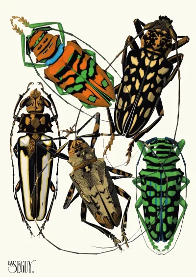 Insectes Pl 15