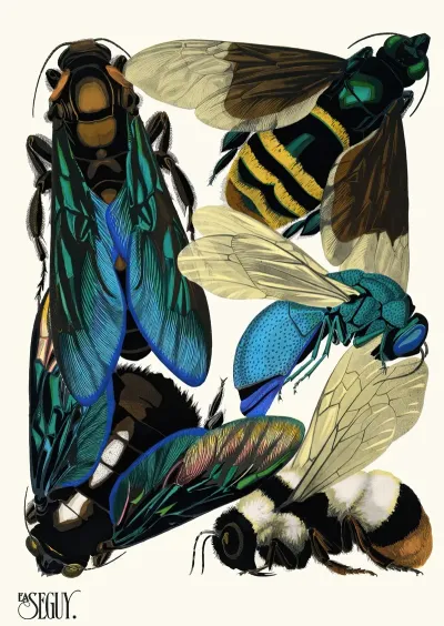 Insectes Pl 16