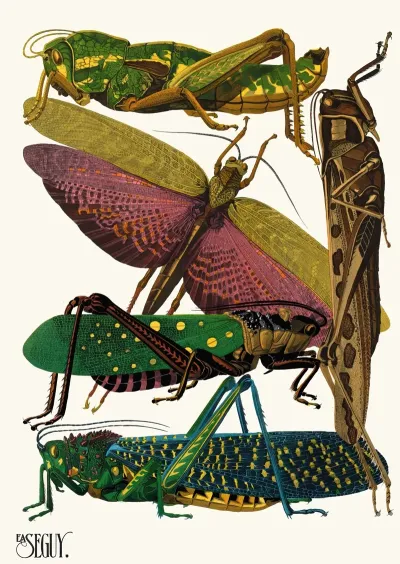 Insectes Pl 18