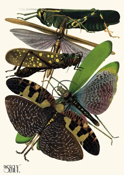 Insectes Pl 19