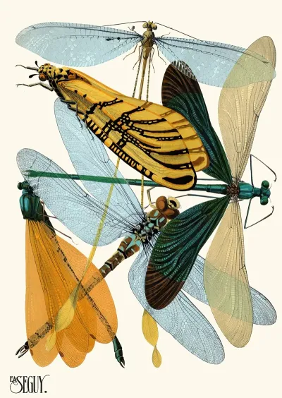 Insectes Pl 20