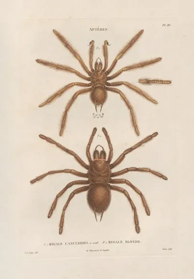 Insectes Recueillis En Afrique Et En Amerique Pl 01