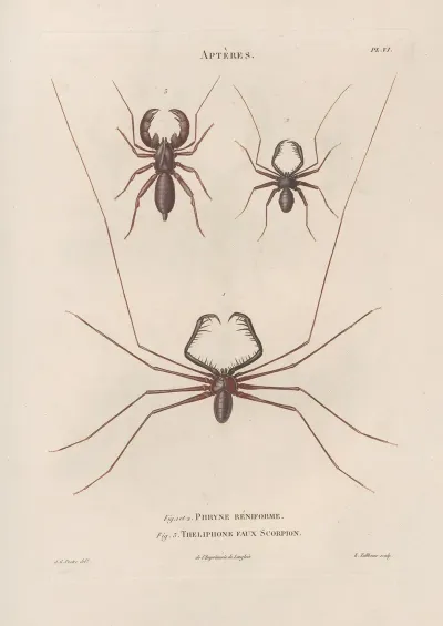 Insectes Recueillis En Afrique Et En Amerique Pl 03