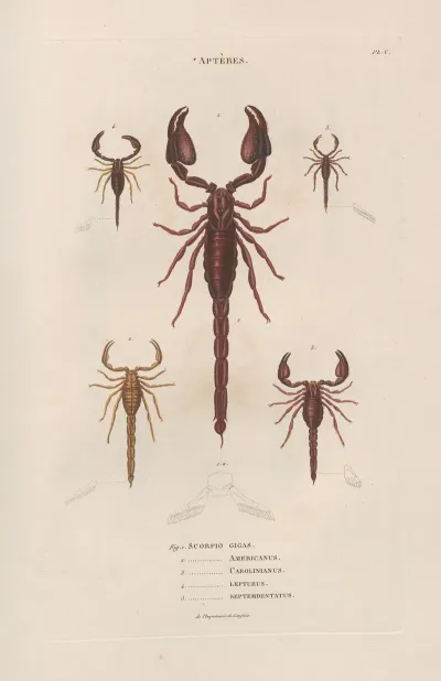 Insectes Recueillis En Afrique Et En Amerique Pl 04