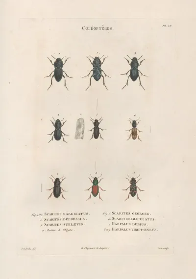 Insectes Recueillis En Afrique Et En Amerique Pl 06