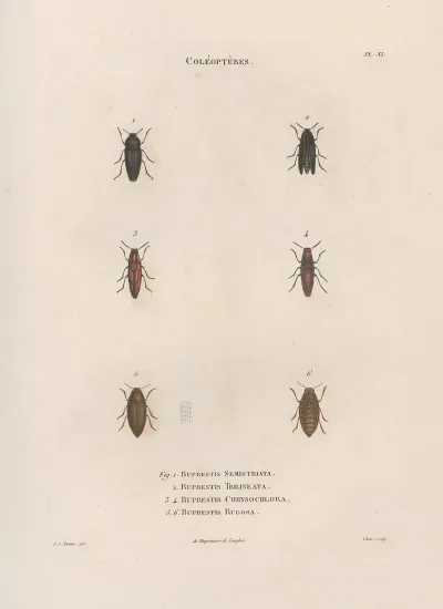 Insectes Recueillis En Afrique Et En Amerique Pl 07