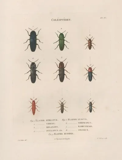 Insectes Recueillis En Afrique Et En Amerique Pl 08