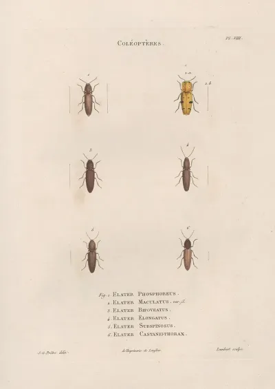 Insectes Recueillis En Afrique Et En Amerique Pl 09