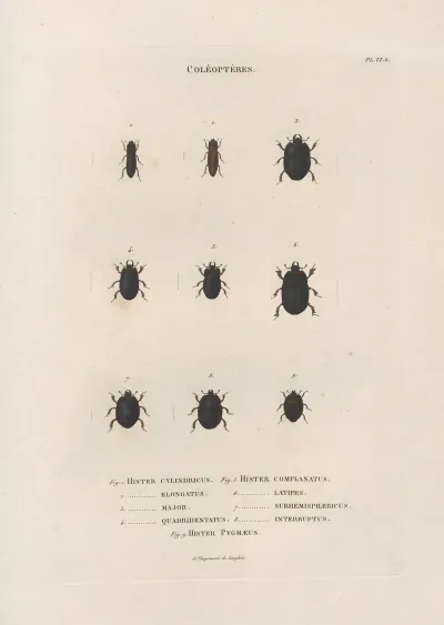 Insectes Recueillis En Afrique Et En Amerique Pl 11