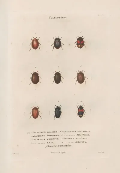 Insectes Recueillis En Afrique Et En Amerique Pl 12