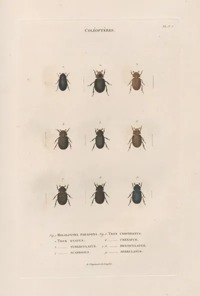 Insectes Recueillis En Afrique Et En Amerique Pl 16
