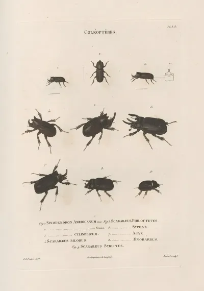 Insectes Recueillis En Afrique Et En Amerique Pl 17