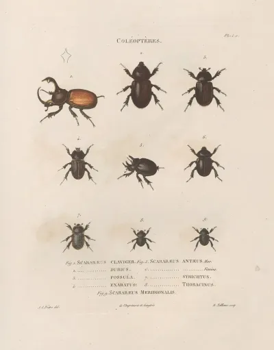 Insectes Recueillis En Afrique Et En Amerique Pl 18