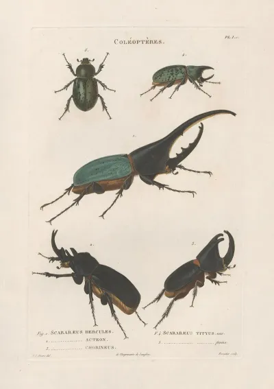 Insectes Recueillis En Afrique Et En Amerique Pl 19