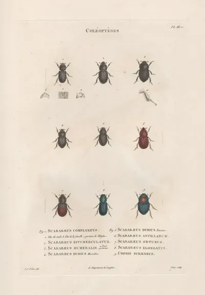 Insectes Recueillis En Afrique Et En Amerique Pl 20