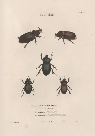 Insectes Recueillis En Afrique Et En Amerique Pl 21