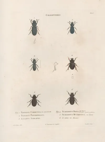 Insectes Recueillis En Afrique Et En Amerique Pl 23