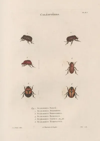 Insectes Recueillis En Afrique Et En Amerique Pl 24