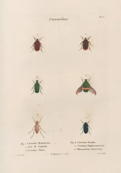 Insectes Recueillis En Afrique Et En Amerique Pl 26